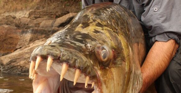 The Goliath Tigerfish