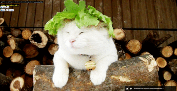 The Internet really is for cat lovers