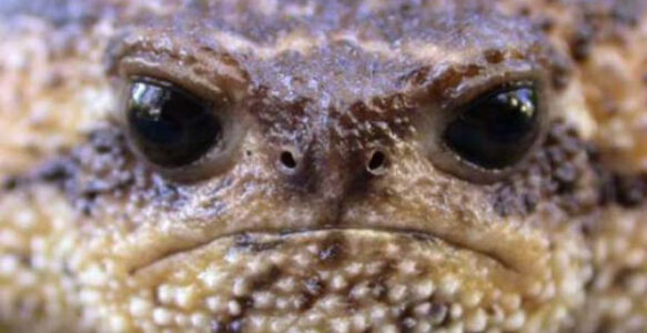 33 Animals Who Are Extremely Disappointed In You