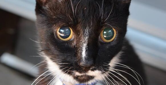 My cat Confucius passed away