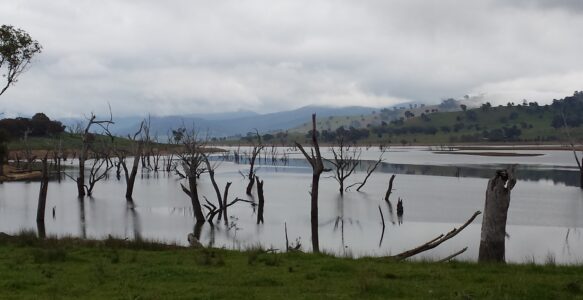 Dead trees on the Murray River