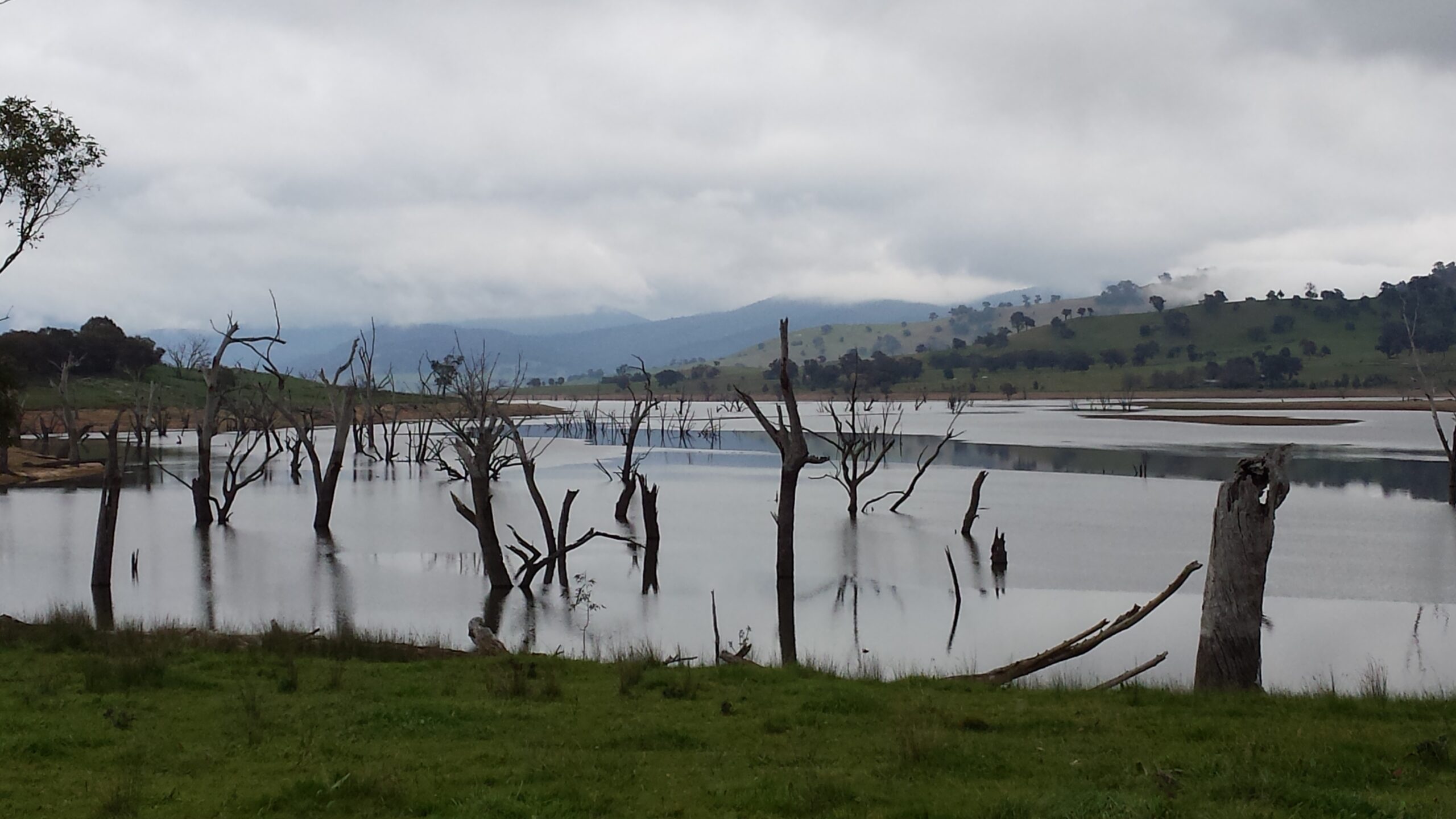 Dead trees on the Murray River